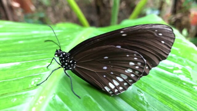Ein exotischer Schmetterling auf einer Pflanze.
