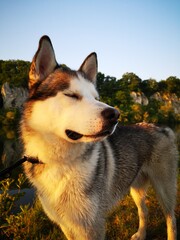 alaskan malamute dog
