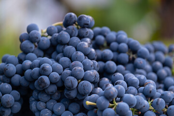 Natural blue grapes. Farmers harvesting grape. Wine making, juice or other concept for market, factory, chateau, winery