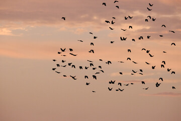 silhouette of birds flying during sunrise in greece