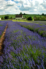 Lavender Field Summer Flowers Cotswolds Worcestershire England