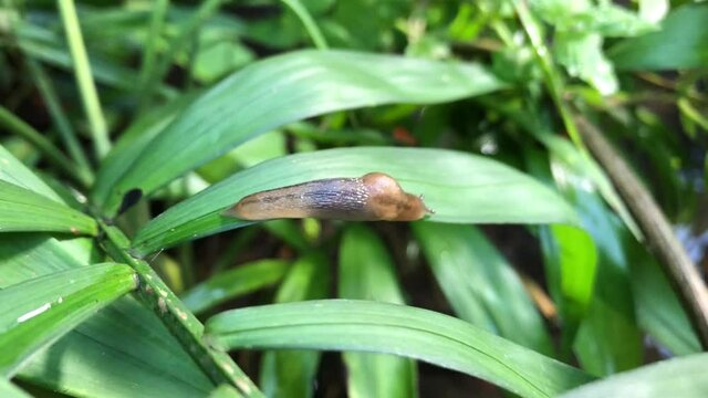Eine Nacktschnecke mit einem Buckel auf einer Pflanze.