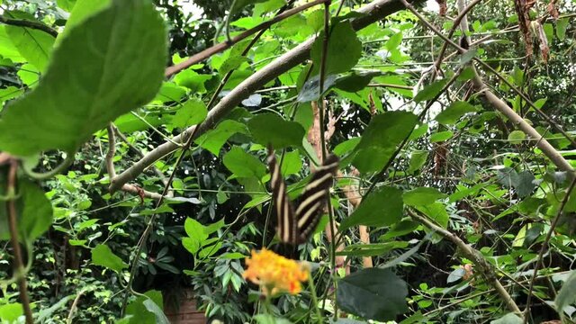 Ein exotischer Schmetterling auf einer Pflanze.