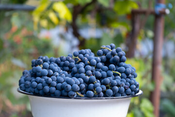 Natural blue grapes in white bowl on the kitchen. Farmers harvesting grape. Wine making, juice or other concept for market, factory, chateau, winery