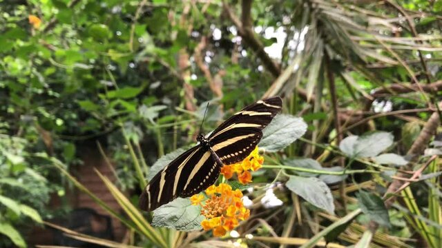Ein exotischer Schmetterling auf einer Pflanze.