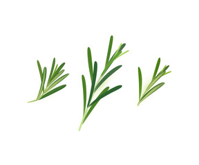 Close up vector illustration of rosemary herb, culinary illustration