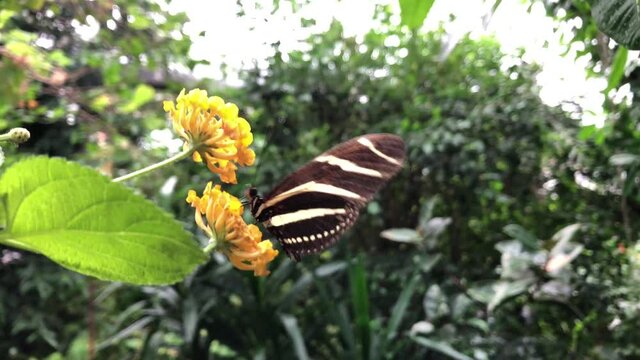 Ein exotischer Schmetterling auf einer Pflanze.