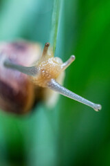 Extreme close-up with eyes of a Roman snail (Helix pomatia) standing on plant leaves.