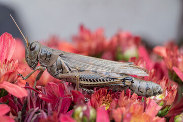 Grasshopper sits on a red chysanthemum