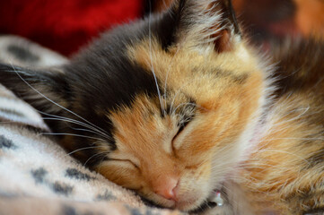 Kitten sleeping