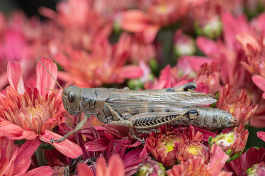 Close up of a grasshopper sitting on a red chrysanthemum