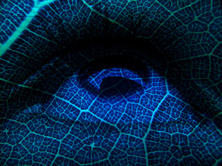 Beautiful sharp eye with blending effect with texture of leaf's vein