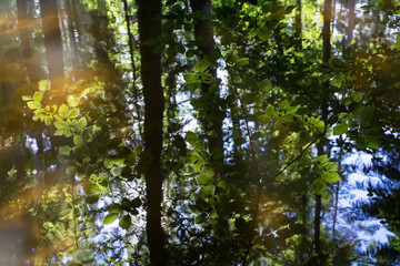 magical summer reflection of green beech leaves and sunlight in calm water abstract nature background