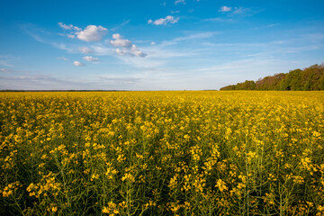 Fototapeta premium Vibrant landscape of blooming field of rapeseed in the countryside. Yellow agricultural flowers for making edible oil, biodiesel, lubricant and feed