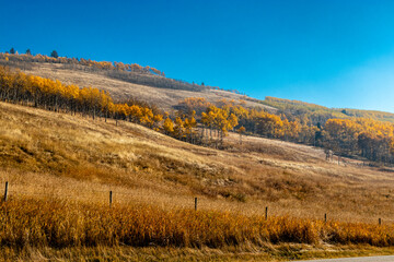 Fall colours in the Big C Country. MD of Big Horn, Alberta, Canada