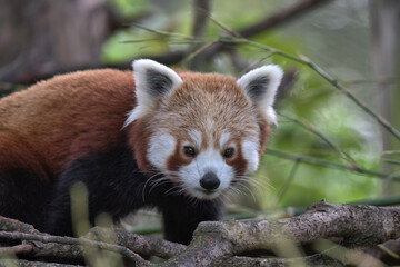 Red panda, Ailurus fulgens in a tree.