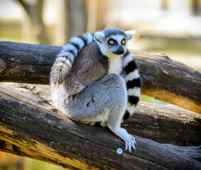 Lemur with tail wrapped round the body