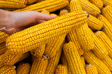 Female hand holding dry corn cob. Agriculture concept.