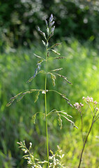 Poa grows in the meadow among wild grasses.