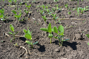 Soybean seedlings on a farm field