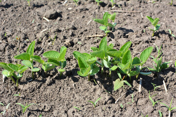 Soybean seedlings on a farm field