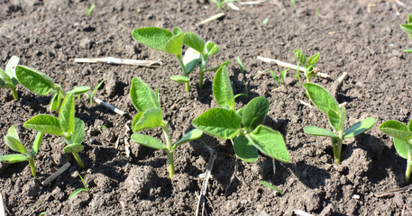 Soybean seedlings on a farm field