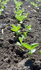 Soybean seedlings on a farm field