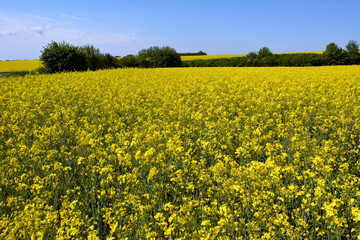 Obraz premium Landscape with rapeseed field.