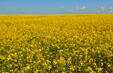 Fototapeta premium Landscape with rapeseed field.