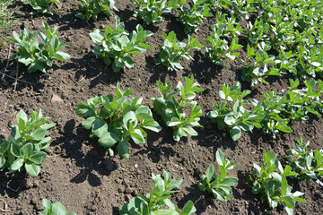Horse bean (Vicia faba) grows in the soil