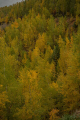 autumn in the forest