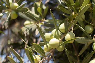 Fototapeta premium Green olives on the branches of an olive tree. Shallow depth of field.