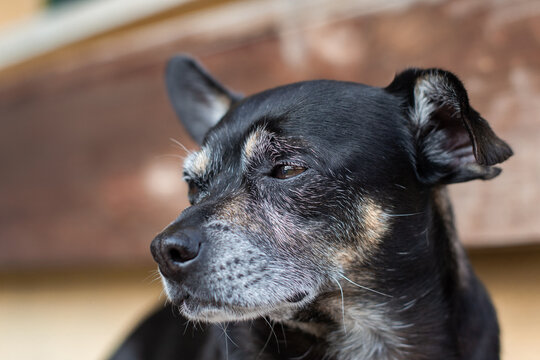 Imagen horizontal de perro mayor negro de raza chihuahua posando de perfil con una mirada calmada. 