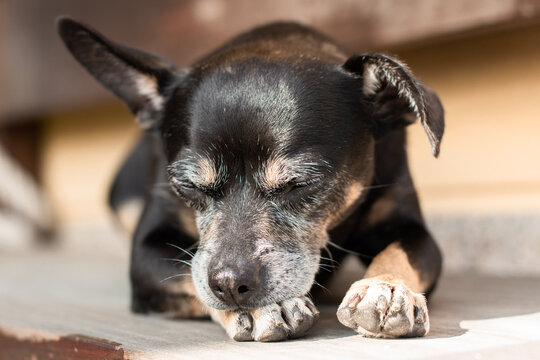 Imagen horizontal de perro negro de raza chihuahua durmiendo sobre un banco.