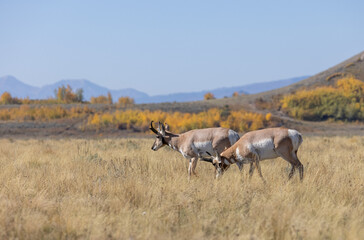 Pronghorn Antelope Bucks in Grand Teton National Park Wyoming in Autumn