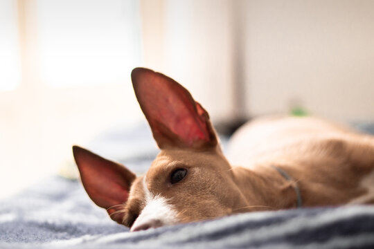 Imagen de perro raza podenco marrón echado con las orejas levantadas.