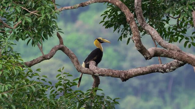 Hornbill perching on a branch looking for food.