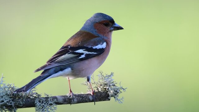 Common chaffinch Fringilla coelebs. In the wild. The bird sits on a stick and flies away. Sounds of nature.