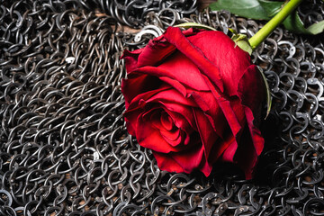 Red rose flower close up on the iron chain mail background.