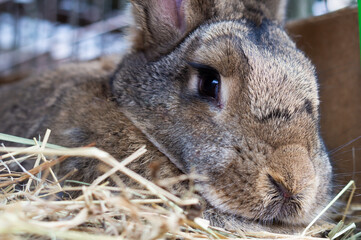Large gray rabbit in an open cage with a feeder. Breed Belgian giant. Raising domestic rabbits on the farm. Close-up.