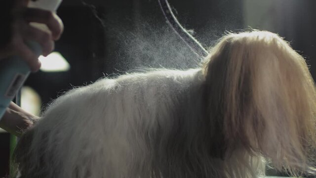 Grooming, beauty salon for animals. Master Groomer sprays hair conditioner on Shih Tzu Dog. Professional pet hair care. Caring for the little puppy on the table.