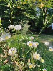daisies in a garden