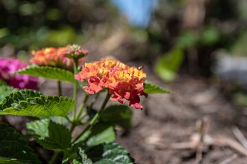 Beautiful colorful Lantana flowers in the foreground