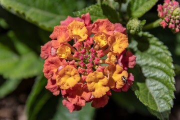 Beautiful colorful Lantana flowers in the foreground