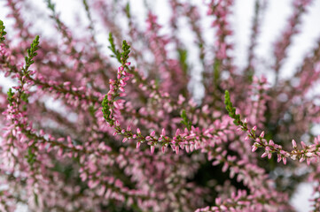 Purple blossoming many tiny flower of heather.