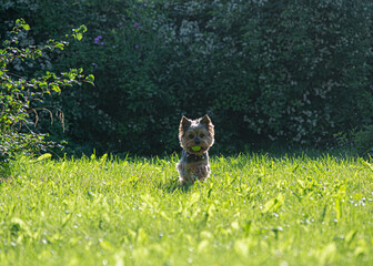 Yorkshire terrier running on grass with apple in his mouth