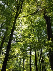 forest in the morning