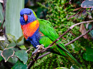 Loro con colores intensos en Loro Parque