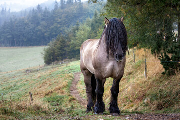 Les cheveux devant les yeux