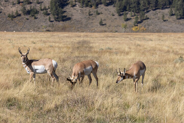 Pronghorn Antelope Bucks in Grand Teton National Park Wyoming in Autumn